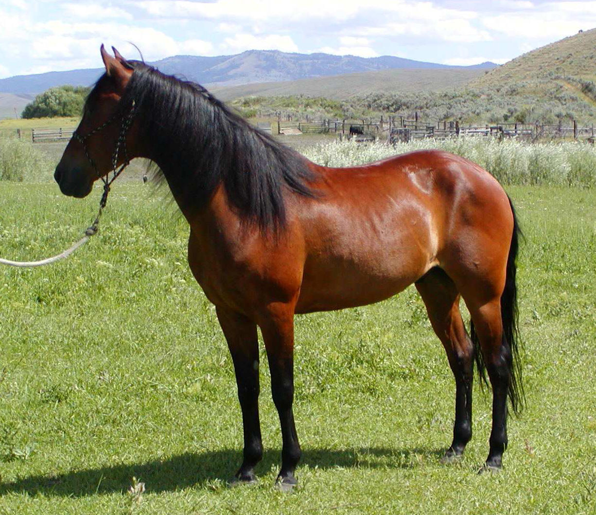 Geldings for Sale in Oregon