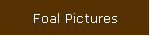 Foal Pictures