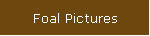 Foal Pictures