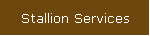 Stallion Services